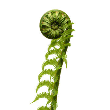 Fern frond unfurling showcasing intricate spiral growth and vibrant green color.