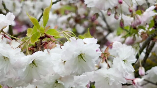 Delicate white blossoms and tiny pink buds cluster together on dark tree branches. This gentle scene feels peaceful and romantic. It captures the soft beauty of a quiet spring morning.