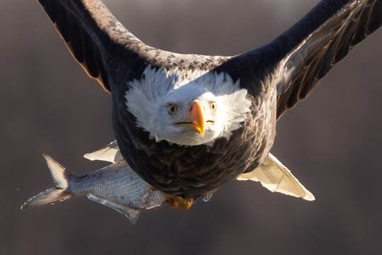 eagle in flight with fish