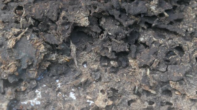 The structure of a termite nest shows a rough, porous, and hollow texture. The background shows details of wood that has been decomposed by the insects.