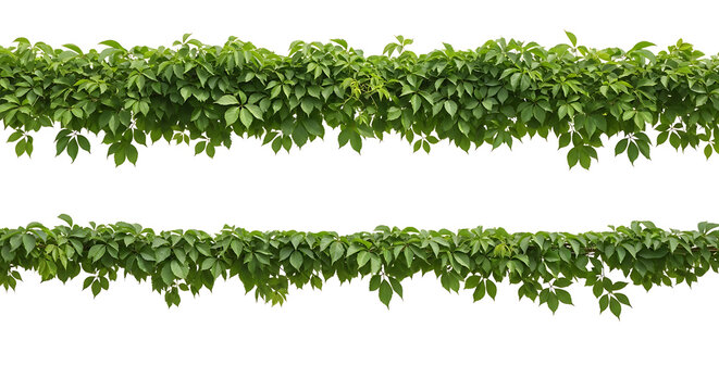 Horizontal garlands of lush green climbing ivy leaves with climbing isolated botanical decoration trailing ornamental background