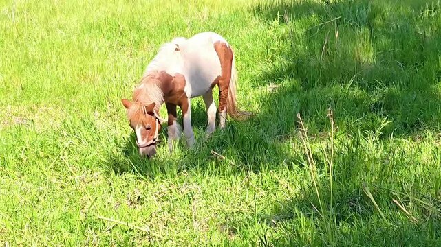 Domestic Dwarf Pony grazing on farmland, Equestrian Farm Animal, Rural Wildlife Mule, Pasture Mammal