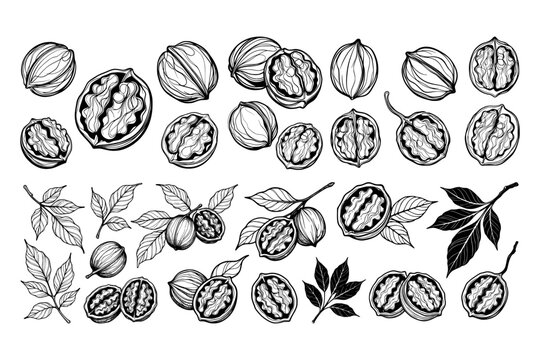 Illustration of walnuts with leaves in handdrawn style on white background, symbolizing nature and food concepts