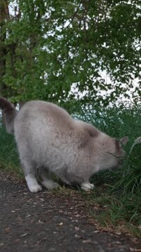Three-Legged Cat Outdoors on a Quiet Rural Road