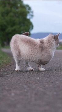 Three-Legged Cat Outdoors on a Quiet Rural Road