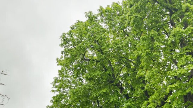 Bright green leaves dance on sturdy branches under a heavy, overcast sky. The cool wind creates a restless yet refreshing mood in this lush outdoor scene.