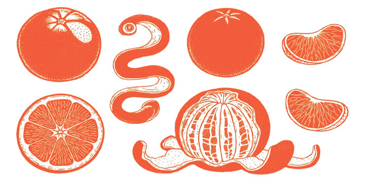 Fresh grapefruit set with whole fruit slices and peel segments in a colorful hand drawn graphic illustration style