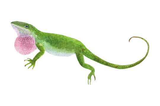 Green anole lizard with extended pink dewlap isolated on white background isolated object wildlife isolated illustration watercolor creature standing communication.