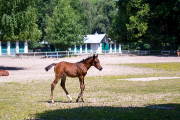 Źrebak czystej krwi arabskiej na padole. Janów Podlaski. Polska © Monika