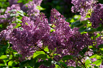 Fototapeta premium Blooming lilac flowers create a vibrant spring garden scene