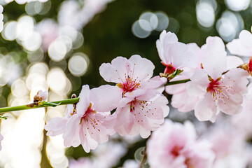 Fototapeta premium Cherry blossoms bloom in spring at a garden, attracting visitors and showcasing nature's beauty during daylight hours