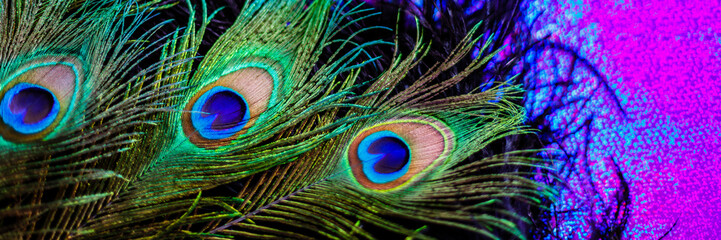 Fototapeta premium Peacock feathers display vivid colors and intricate patterns in natural light near a vibrant background