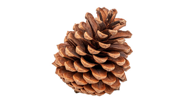 Single large brown pine cone for nature forest and winter holiday seasonal decoration and ecology concepts isolated on transparent background cut out