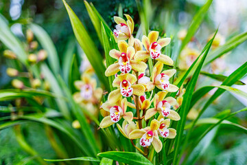 Cymbidium orchids bloom in a garden during spring season showcasing their vibrant colors and unique patterns © Fleuronica
