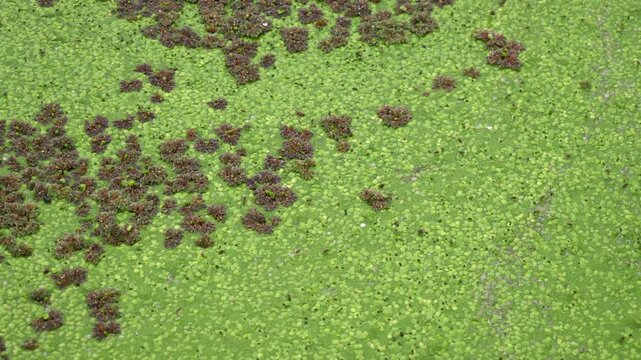 Reservoir covered in floating aquatic plants Azolla sp. and Lemna sp. (duckweed) in Imbabura province, Ecuador Project, indicative of eutrophication.