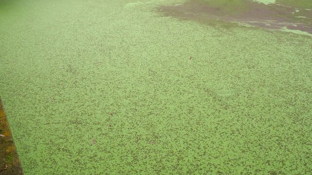 Title: Reservoir covered in floating aquatic plants Azolla sp. and Lemna sp. (duckweed) in Imbabura province, Ecuador Project, indicative of eutrophication.

