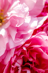 Obraz premium Close view of pink flowers in a garden during spring showing layers of petals and vibrant colors
