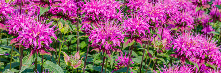 Fototapeta premium Bright pink flowers bloom in a garden under sunlight during summer