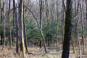 Fototapeta premium Tall deciduous trees with occasional evergreen conifers form a dense undergrowth in a spring forest during a bright sunny day. Light rays softly illuminate the bark texture and dry grass on the ground