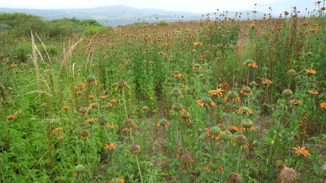 Walking through a field of Wild Dagga (Leonitis leonura). Originally from South Africa, now a pan-tropical weed. Has a mild narcotic effect when smoked. Imbabura province, Ecuador