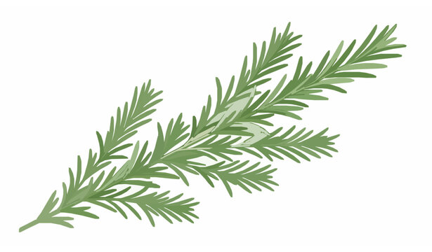 Fresh rosemary sprigs vector illustration for culinary herbs packaging label and organic spice design