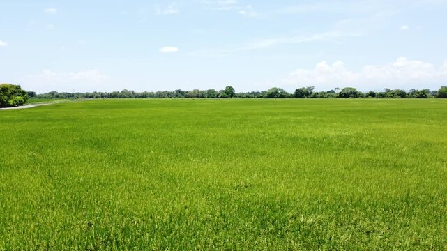 Aerial View of Endless Green Rice Field under Clear Blue Sky