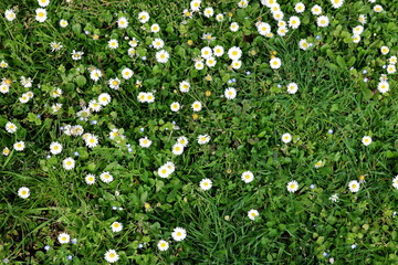 Frühlingswiese mit vielen Gänseblümchen © christiane65