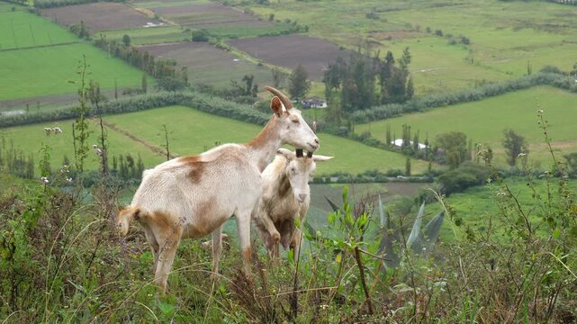 Herd of goats in the arid highlands of Ecuador. Overgrazing with goats causes deforestation, desertification and soil erosion. Imbabura province, Ecuador
