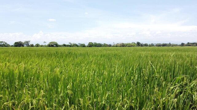 Close-up of Green Rice Grains Ripening in the Field