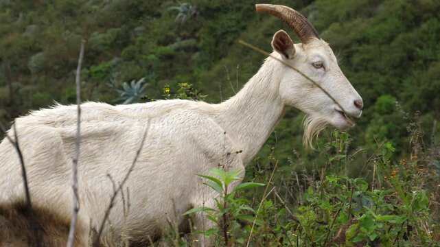 Herd of goats in the arid highlands of Ecuador. Overgrazing with goats causes deforestation, desertification and soil erosion. Imbabura province, Ecuador