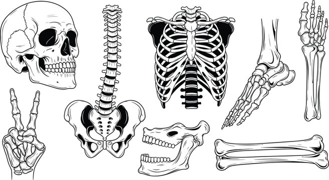 Human Skeleton and Bone Structure Illustrations with Skull, Spine, and Hand Gestures in Black and White