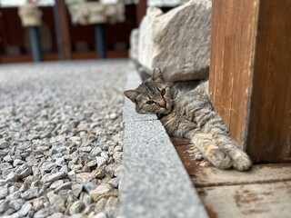 Cats of Europe, Tabby I © kurista