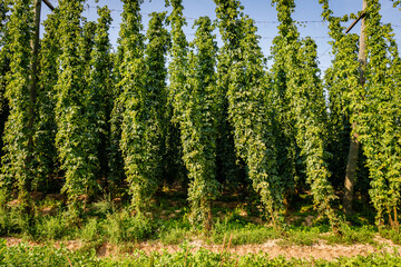 Obraz premium Hops plants grow tall in a farm during a sunny day in summer with clear blue sky above