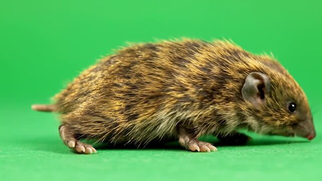 A small, striped brown and black rodent, possibly a mouse or vole, stands in profile on a vibrant green background.