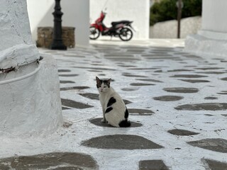 Cats of Europe, Cow I © kurista