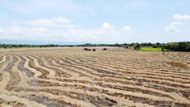Industrial Harvesters and Tractors Working on Large Rice Field