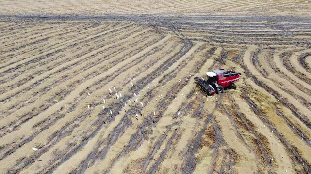 Industrial Harvesters and Tractors Working on Large Rice Field