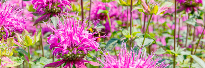 Bees collect nectar from bright flowers in a colorful garden on a sunny day in summer © Fleuronica
