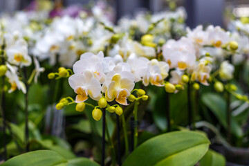 Obraz premium Orchids bloom in a garden center during afternoon hours with vibrant colors and rich greens surrounding the flowers