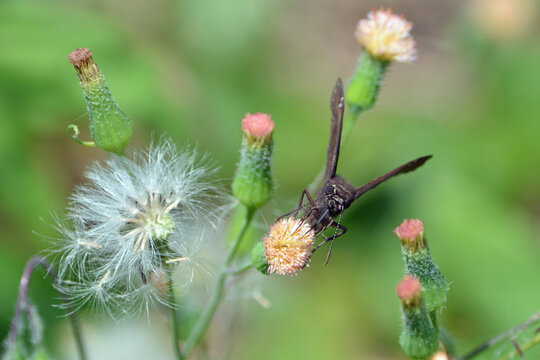 A dusky skipper rests on a tassel flower. The muted tones and soft green backdrop showcase the butterfly&rsquo;s delicate beauty and the mix of early‑spring growth in various stages 