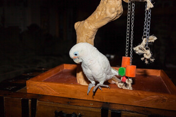 A pet Goffin's cockatoo (Cacatua goffiniana) on a bird stand with perch and wooden toys © Kari Post