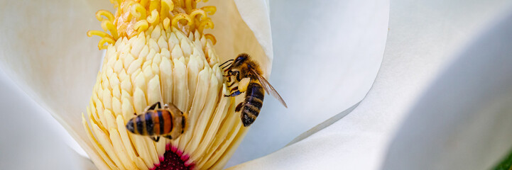 Close view of bees collecting nectar from a magnolia flower in a garden during a sunny afternoon © Fleuronica