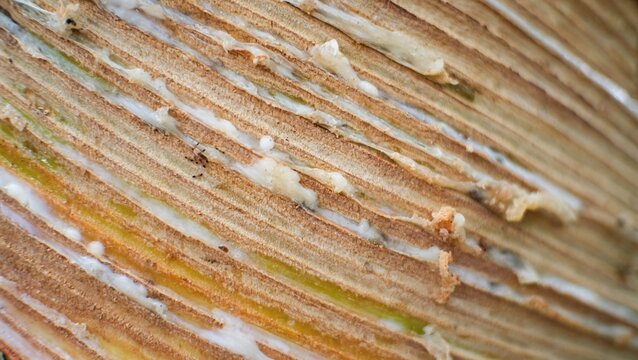 Close-up texture of tapped rubber tree bark with latex