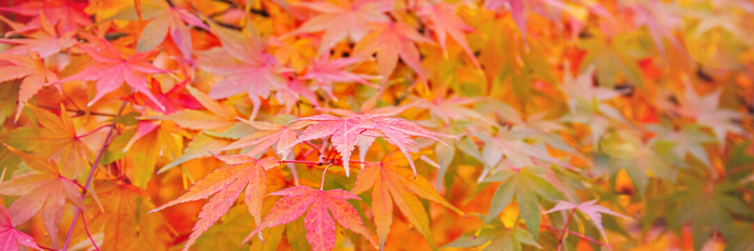 Colorful maple leaves cover a tree in a park during autumn season in the afternoon sunlight