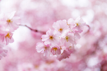 Naklejka premium Cherry blossoms bloom in spring, celebrating nature's beauty in a garden setting during a bright day