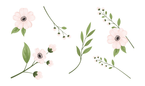 White  anemone flower  isolated on transparent background. Design elements. Spring and summer elements. Flat flowers for postcards, clipart, celebration,  party, stikers. Vector illustration. 