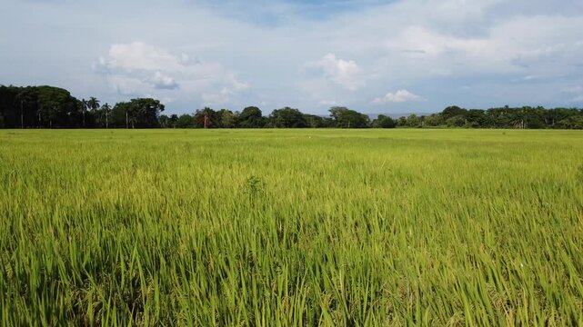 Lush Green Rice Plantation Panorama with Mountain Background