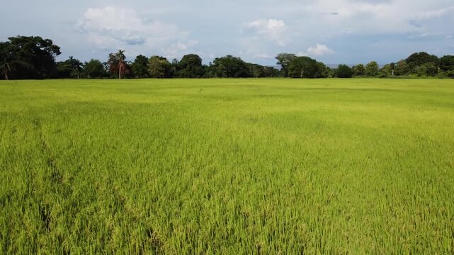 Lush Green Rice Plantation Panorama with Mountain Background