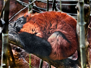 Fototapeta premium Red ruffed lemur on the branch in its enclosure. Latin name - Varecia rubra