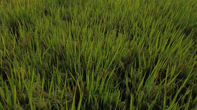 Lush Green Rice Plantation Panorama with Mountain Background
